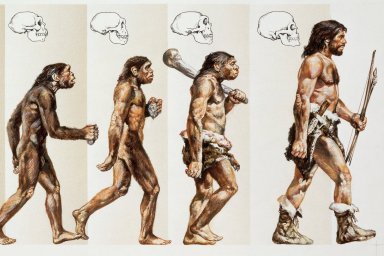 Об эволюции